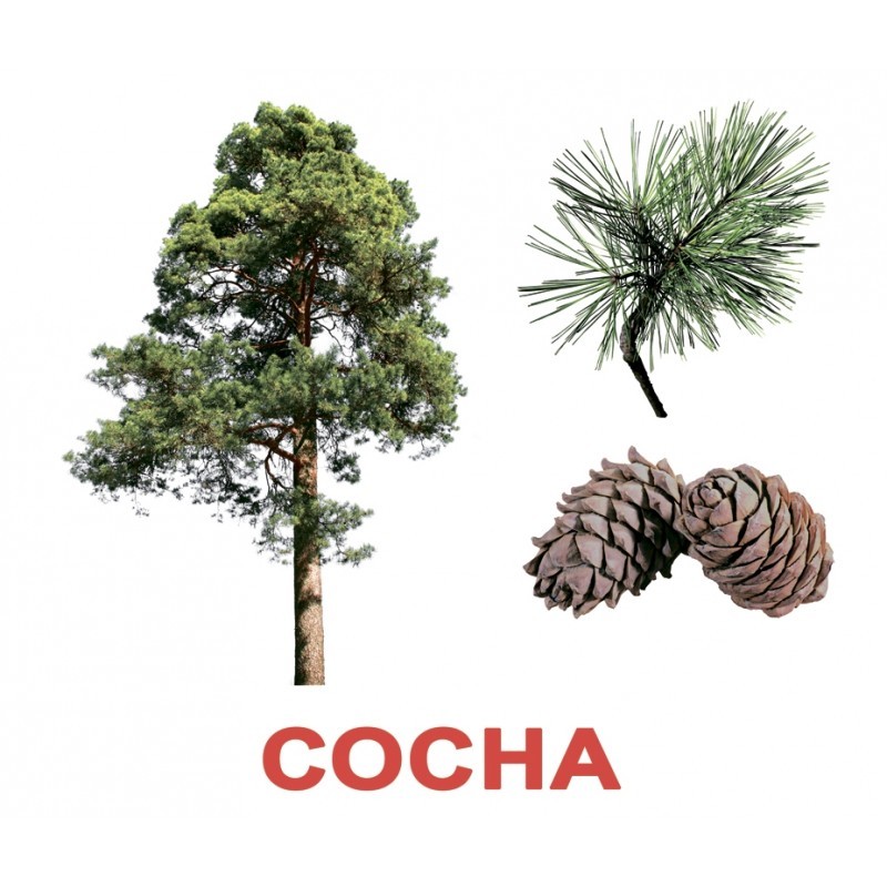 Карточки большие русские с фактами, ламинированные, "Деревья" 20шт, в пак. 16,5*19,5см, Украина, ТМ Вундеркинд с пеленок