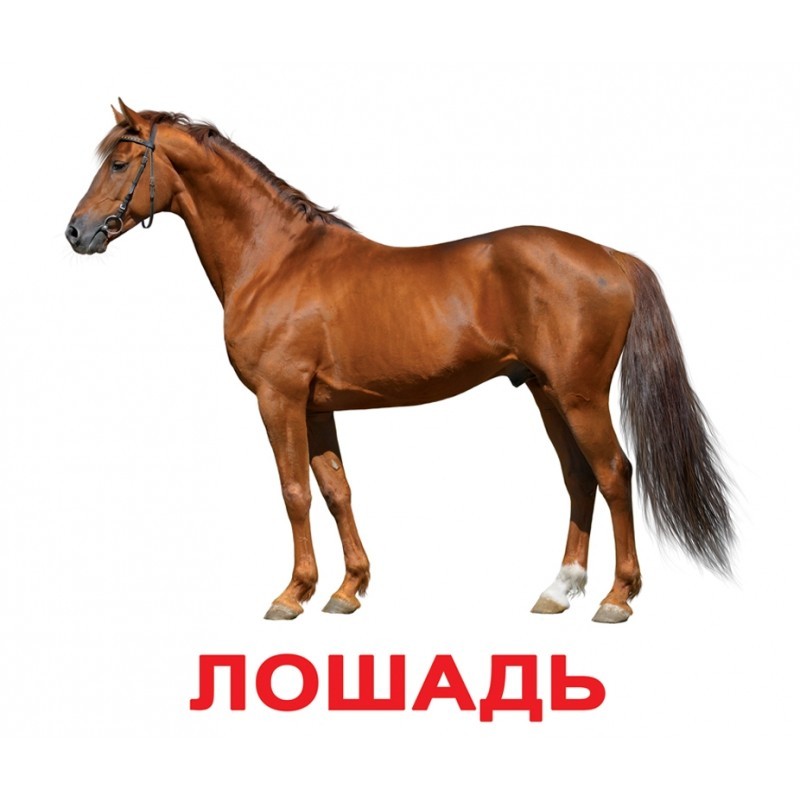 Карточки большие русские с фактами, ламинированные "Домашние животные", в пак. 19,5*16,5см, ТМ Вундеркинд с пеленок, Украина