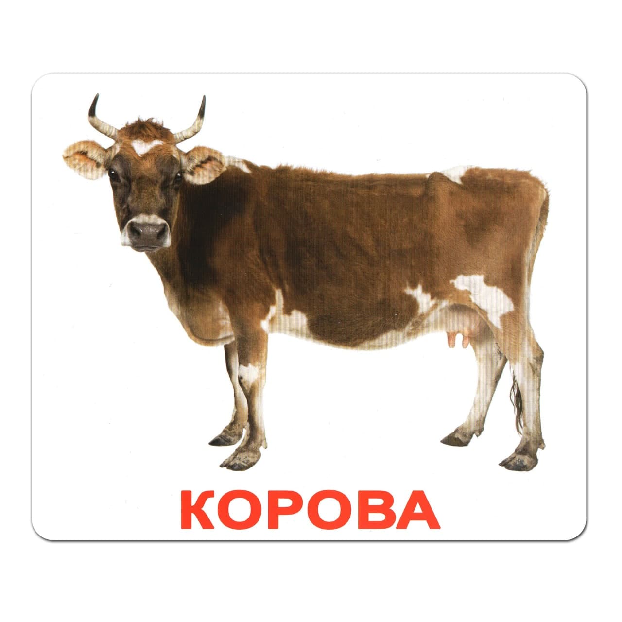 Карточки большие русские с фактами, ламинированные "Домашние животные", в пак. 19,5*16,5см, ТМ Вундеркинд с пеленок, Украина