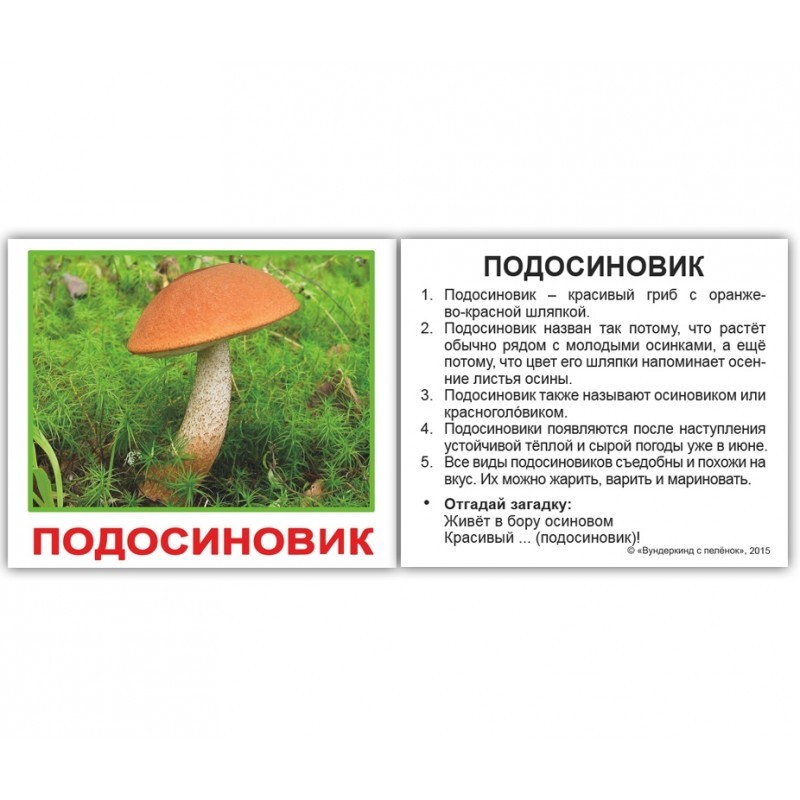 Карточки мини русские с фактами "Грибы" 20 карт., в пак. 8*10см, ТМ Вундеркинд с пеленок