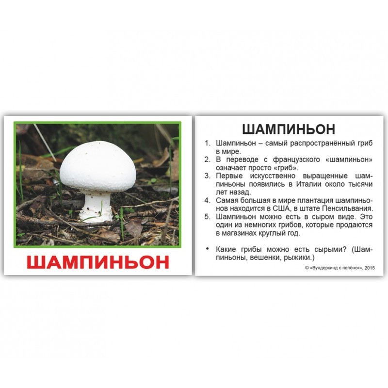 Карточки мини русские с фактами "Грибы" 20 карт., в пак. 8*10см, ТМ Вундеркинд с пеленок
