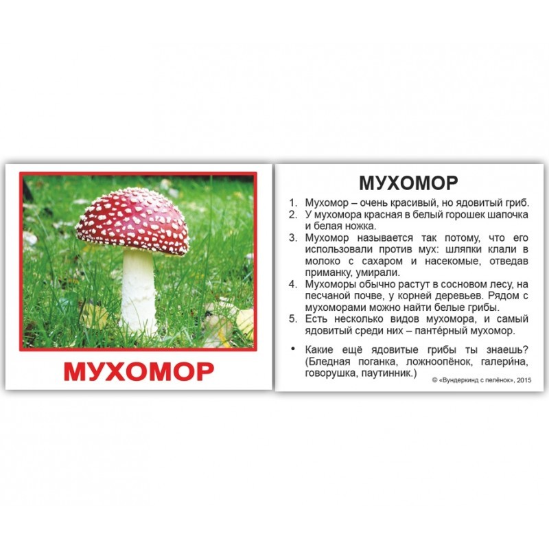 Карточки мини русские с фактами "Грибы" 20 карт., в пак. 8*10см, ТМ Вундеркинд с пеленок