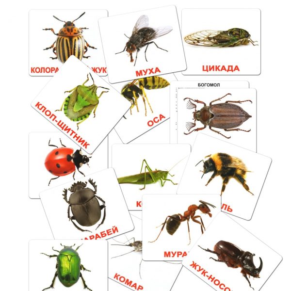 Карточки большие русские с фактами, ламинированные "Насекомые" 20шт, пак. 16,5*19,5см, ТМ Вундеркинд с пеленок, Украина