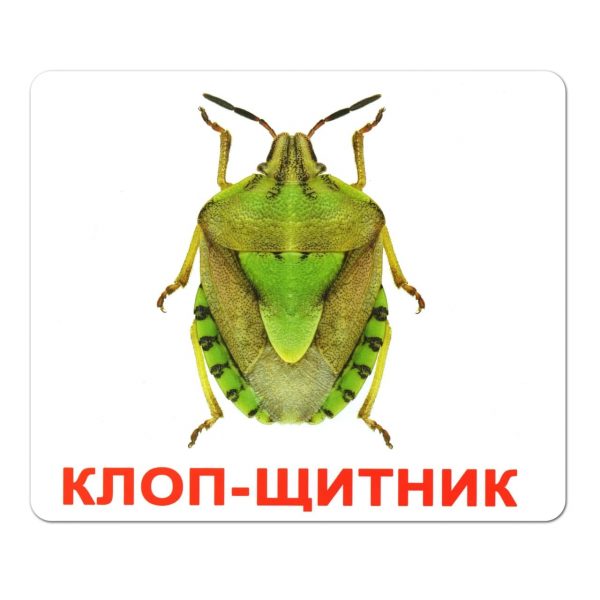 Карточки большие русские с фактами, ламинированные "Насекомые" 20шт, пак. 16,5*19,5см, ТМ Вундеркинд с пеленок, Украина