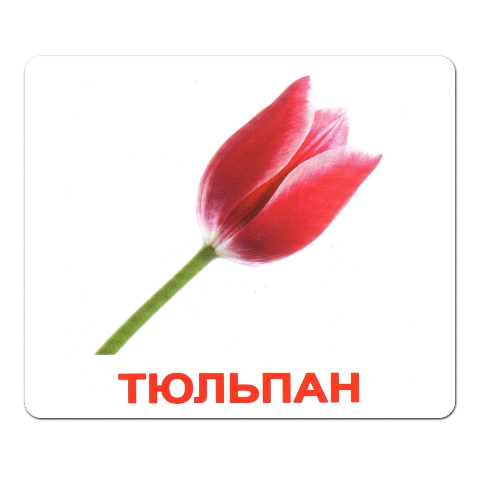 Карточки большие русские с фактами, ламинированные "Цветы" 20шт, в пак.16,5*19,5см, ТМ Вундеркинд с пеленок