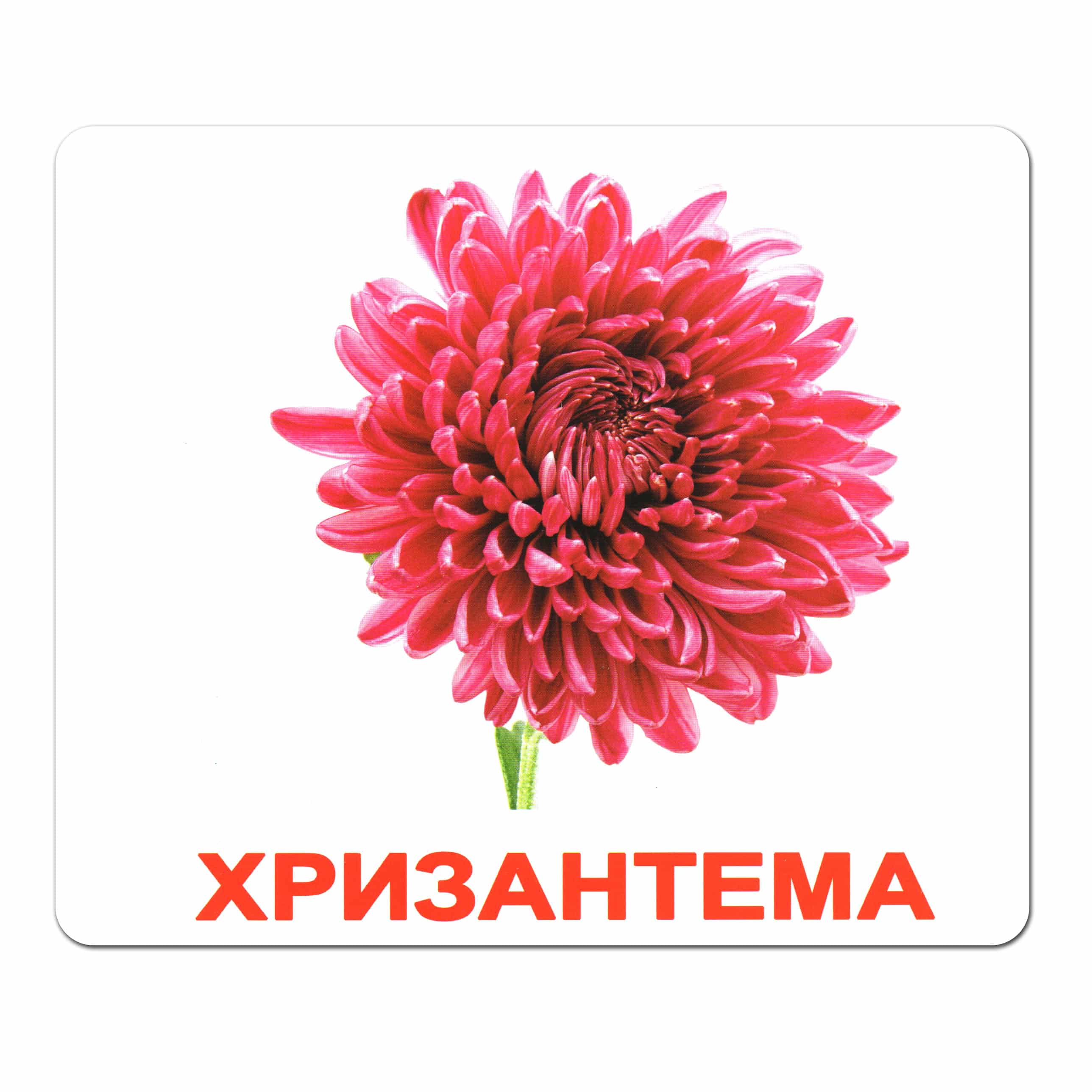 Карточки большие русские с фактами, ламинированные "Цветы" 20шт, в пак.16,5*19,5см, ТМ Вундеркинд с пеленок