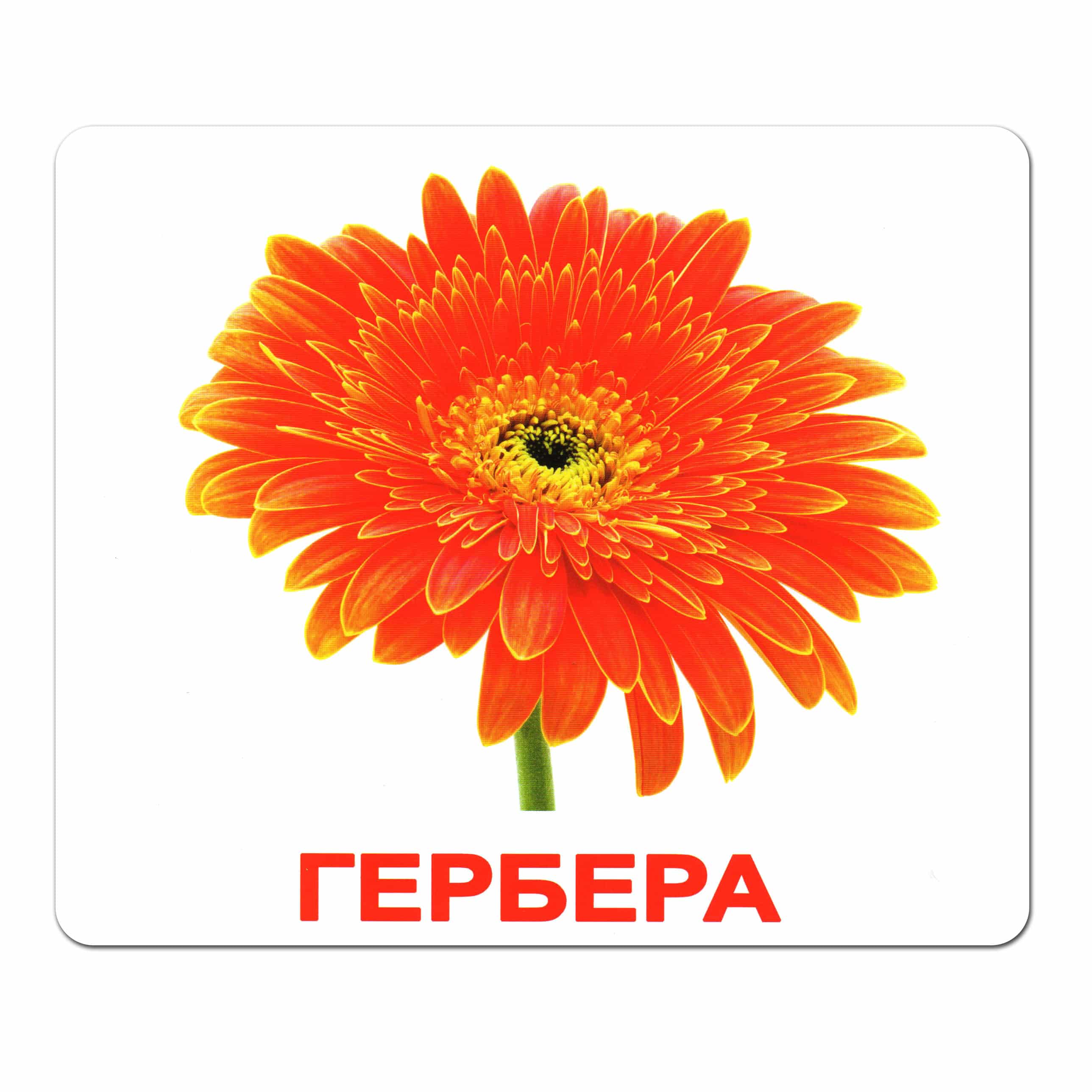 Карточки большие русские с фактами, ламинированные "Цветы" 20шт, в пак.16,5*19,5см, ТМ Вундеркинд с пеленок