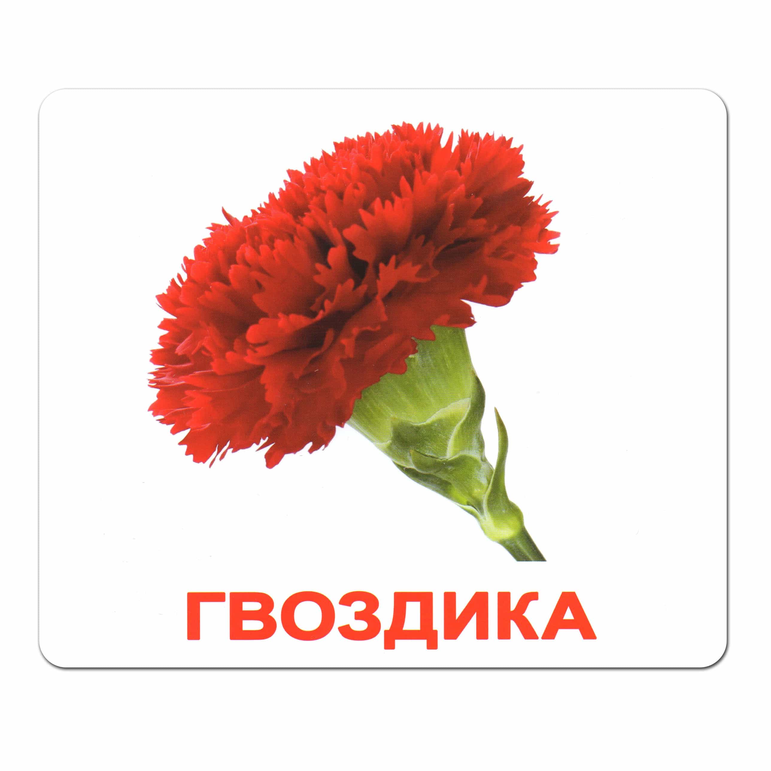 Карточки большие русские с фактами, ламинированные "Цветы" 20шт, в пак.16,5*19,5см, ТМ Вундеркинд с пеленок