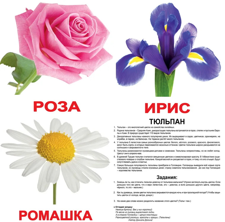 Карточки большие русские с фактами, ламинированные "Цветы" 20шт, в пак.16,5*19,5см, ТМ Вундеркинд с пеленок