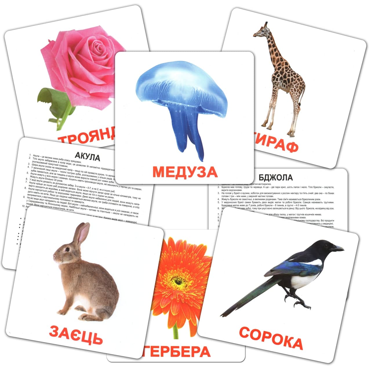 Карточки большие украинские с фактами, ламинированные "Мої перші знання" 40 карт., в пак. 16,5*19,5см, Украина, ТМ Вундеркинд с пеленок