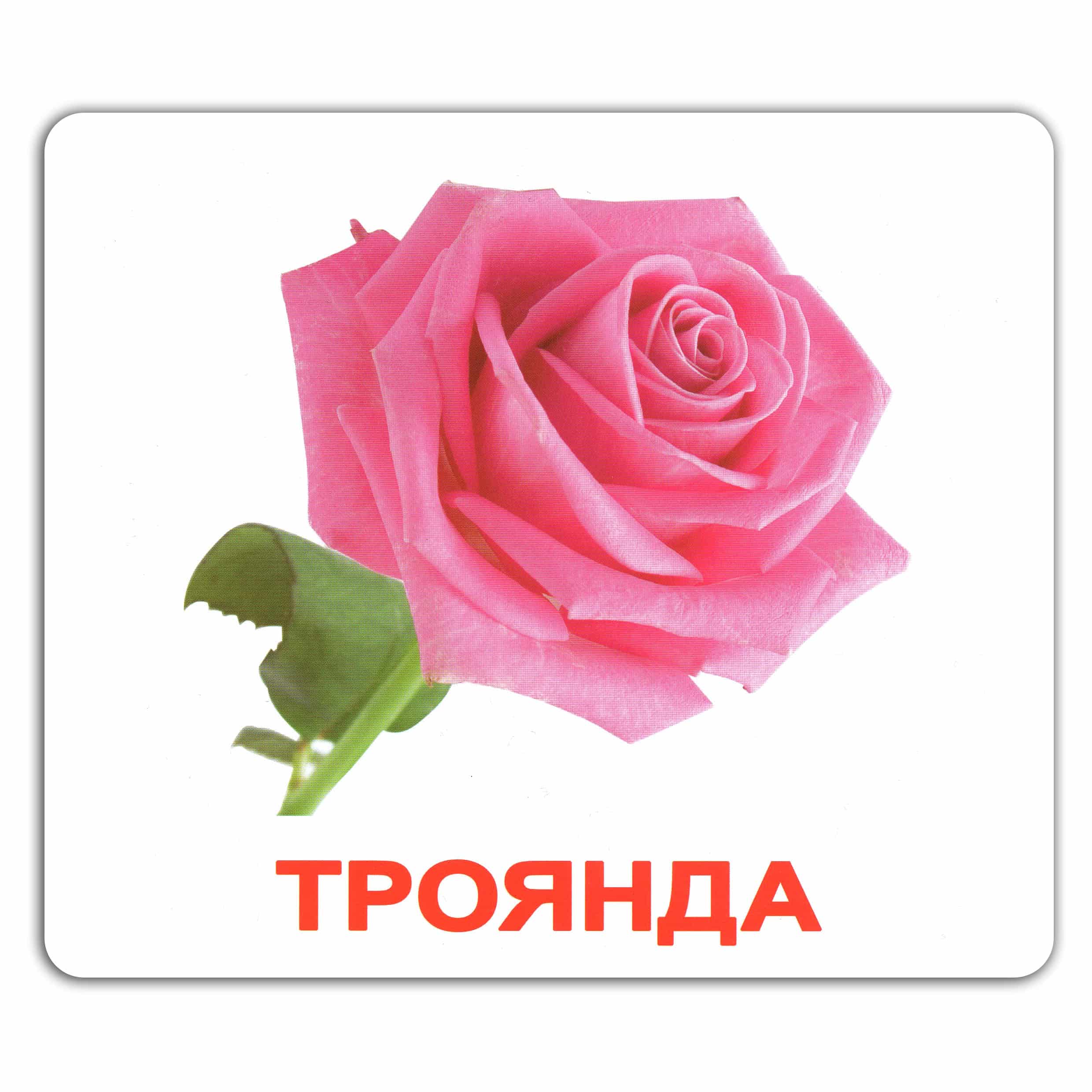 Карточки большие украинские с фактами, ламинированные "Мої перші знання" 40 карт., в пак. 16,5*19,5см, Украина, ТМ Вундеркинд с пеленок