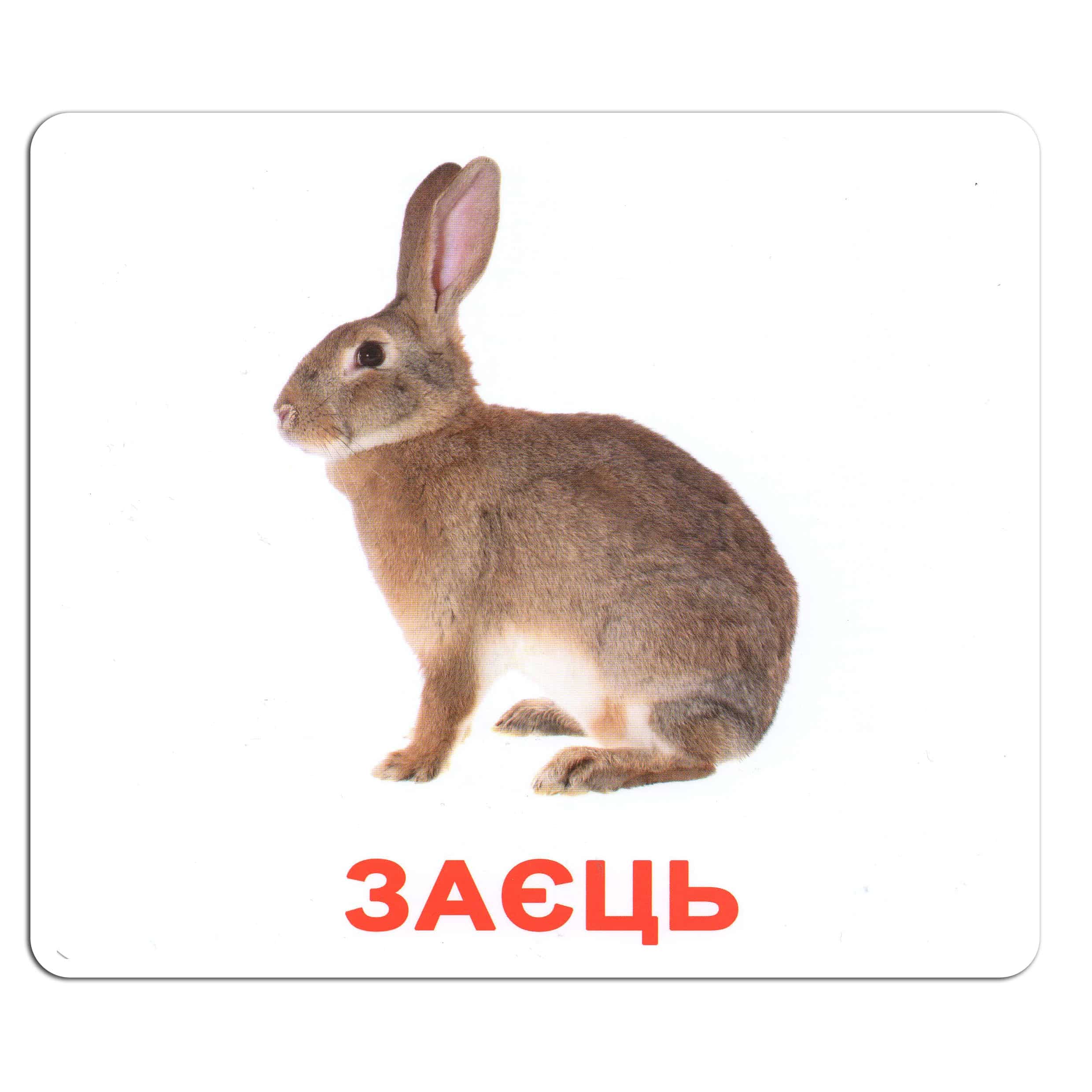 Карточки большие украинские с фактами, ламинированные "Мої перші знання" 40 карт., в пак. 16,5*19,5см, Украина, ТМ Вундеркинд с пеленок