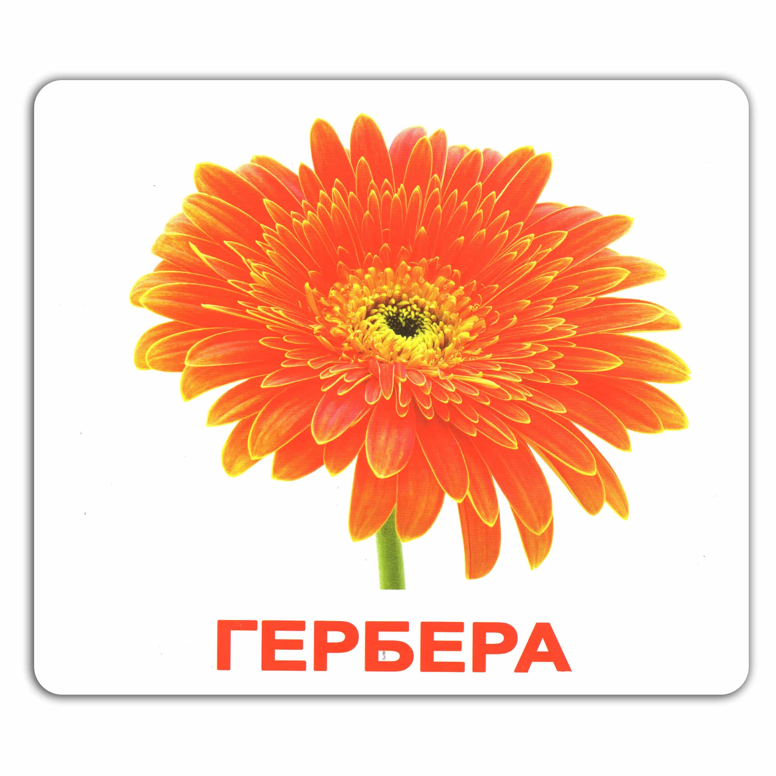 Карточки большие украинские с фактами, ламинированные "Мої перші знання" 40 карт., в пак. 16,5*19,5см, Украина, ТМ Вундеркинд с пеленок