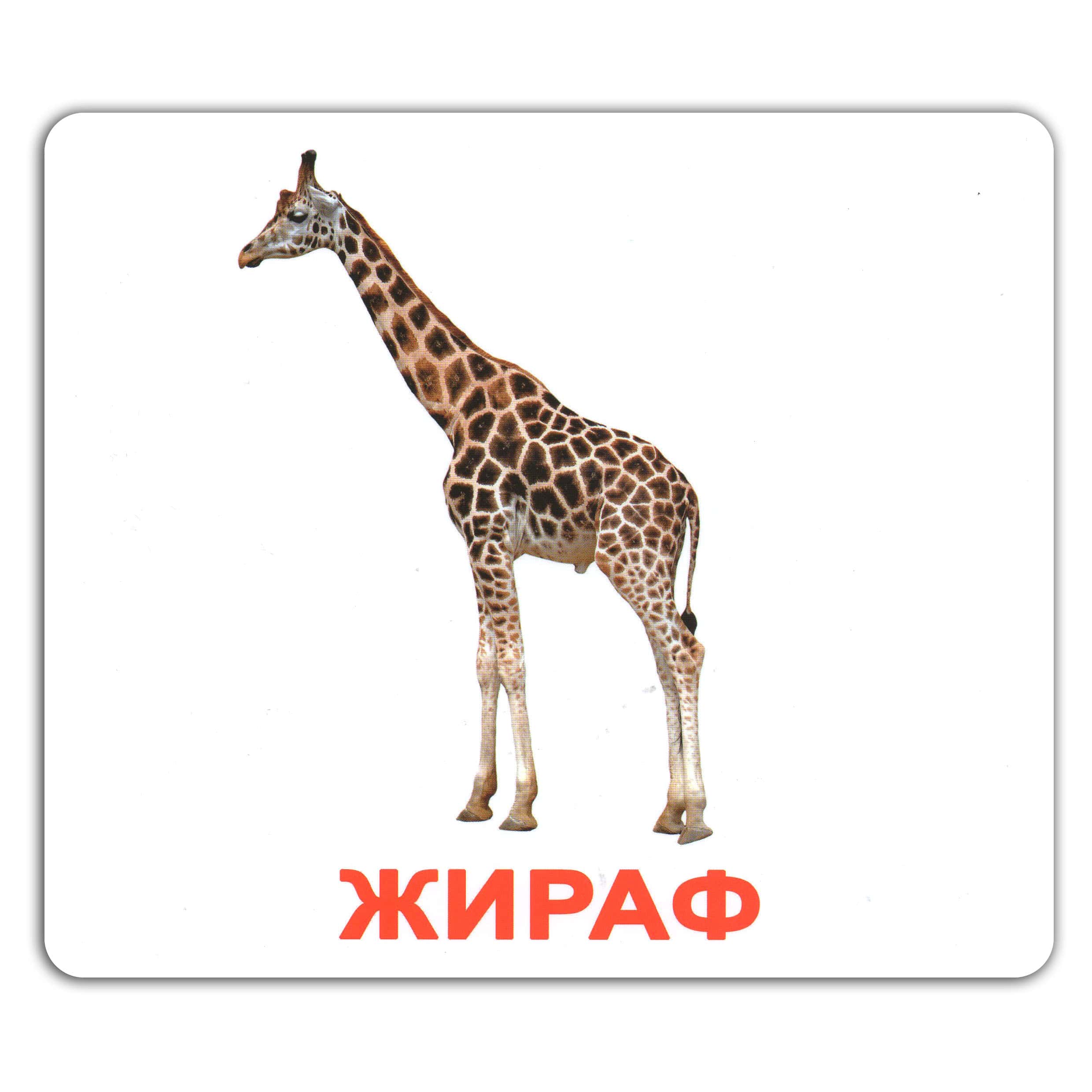 Карточки большие украинские с фактами, ламинированные "Мої перші знання" 40 карт., в пак. 16,5*19,5см, Украина, ТМ Вундеркинд с пеленок