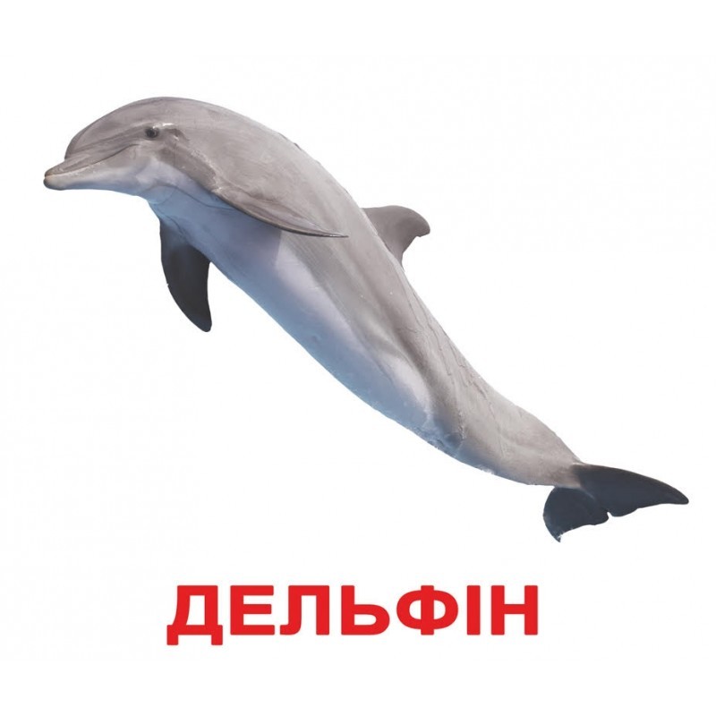 Карточки большие украинские с фактами, ламинированные "Мої перші знання" 40 карт., в пак. 16,5*19,5см, Украина, ТМ Вундеркинд с пеленок