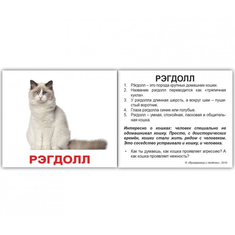 Карточки мини русские с фактами "Породы кошек" 20 карт., в пак. 8*10см, ТМ Вундеркинд с пеленок, Украина