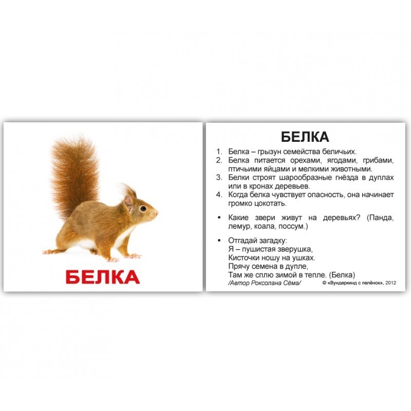 Карточки мини русские с фактами "Дикие животные " 40 карт., в пак. 8*10см, ТМ Вундеркинд с пеленок, Украина