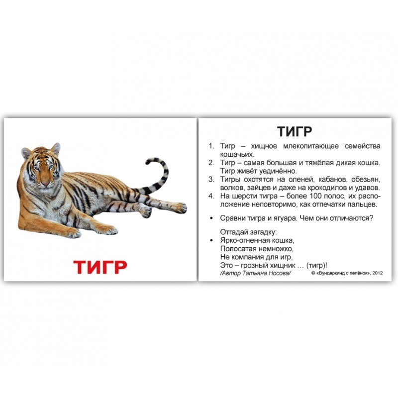 Карточки мини русские с фактами "Дикие животные " 40 карт., в пак. 8*10см, ТМ Вундеркинд с пеленок, Украина