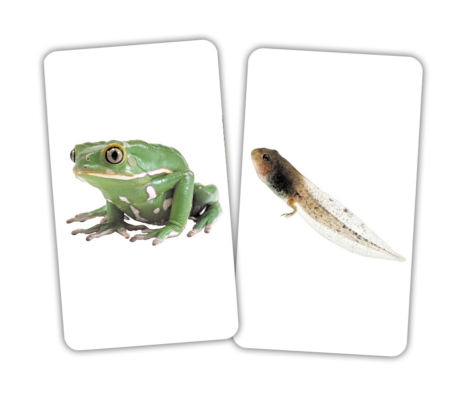 Карточки Игры-парочки "Тварини та дитинчата" 15 пар карт., украинская инструкция, в пак. 13*10см, ТМ Вундеркинд с пеленок, Украина