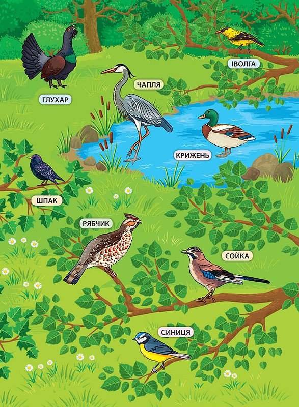 Книга "Енциклопедія з наліпками. Лісові тварини та рослини", 21*29см, Украина, ТМ УЛА